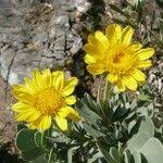 Image result for Hertia