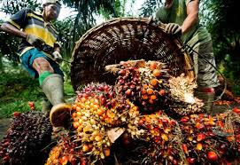 Pembekal dan pengeksport minyak masak, cp8, cp10, cp6 dan pelbagai jenis produk daripada palm oil. Controversy On The Welfare Of The Oil Palm Farmers Kontroversi Kesejahteraan Petani Kelapa Sawit Steemit