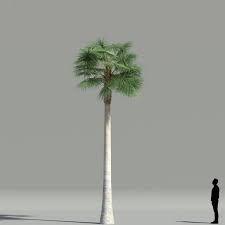 It is inexpensive, requiring only a little maintenance such as removing old and dead leaves around the trunk otherwise giving it the look of a. Mexican Fan Palm V5 The3dgarden Library For 3ds Max