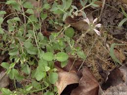 Image result for Ocimum filamentosum