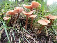 82 Best Irish Mushrooms Images Edible Mushrooms Stuffed