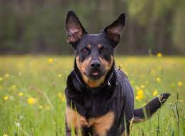 Since ancient times, this breed has been used as a guard, but over time, many other purposes have been added: Rottweiler Lab Mix The Complete Labrottie Dog Breed Guide All Things Dogs All Things Dogs