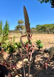 Image result for Aloe bicomitum