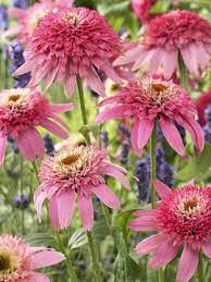 Bluestone Perennials Inc Echinacea Purpurea Pink Double Delight Plants Echinacea Echinacea Purpurea