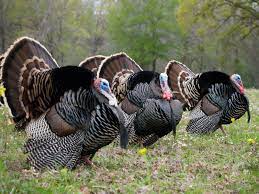Wild Turkey Desktop Backgrounds Wild Turkey Turkey Hunting Nature Kids