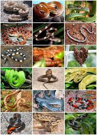 Tuataras, whose ancestors appeared before the dinosaurs. Snake Wikipedia