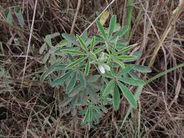Image result for Crotalaria vasculosa