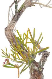 Image result for Euphorbia tirucalli