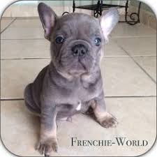 Cushion co french bulldog tan shaped pillow: 7 Blue And Tan French Bulldog Ideas French Bulldog Bulldog Puppies