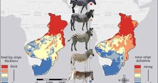 Maptitude Zebras Stripe Thickness And Definition Correlate Zebras Stripes Plains Zebra