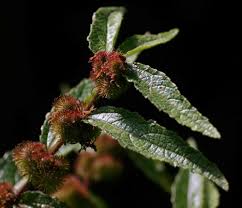 Image result for Triumfetta pilosa