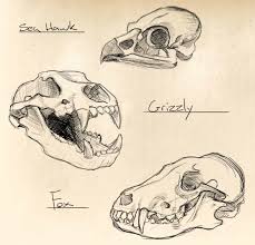 Sharing some really awesome pieces by other artists is totally fine too. Artstation Animal Skull Sketches Asa Williams