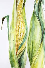Corn Original Watercolor Corn Watercolor Art Decor Garden Watercolor Art Corn Painting Garden Watercolor