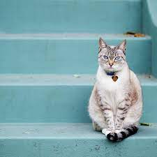 kitty on blue steps by lauren rosenbaum pet tracker cats pets