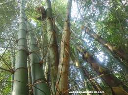 We did not find results for: Ciri Khusus 6 Jenis Bambu Dan Fungsinya Manfaatnya Website Pendidikan