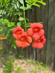 Image result for Teramnus repens