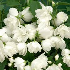 Philadelphus Snowbelle Mock Orange Mock Orange Moon Garden White Flowers