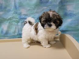 Maybe you would like to learn more about one of these? Teddy Bear Dog Female Brown White 2964051 Petland Racine Wi