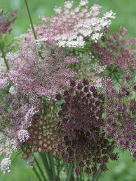 Pin On Gardening