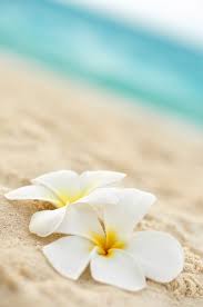 Vacationtravelogue Shopping Summer Wallpaper Beach Wallpaper Cellphone Wallpaper