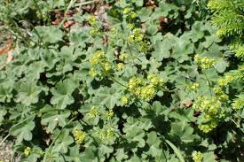 Image result for Alchemilla microbetula