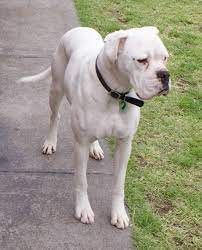 White Boxer Puppies For Sale Segerios Com