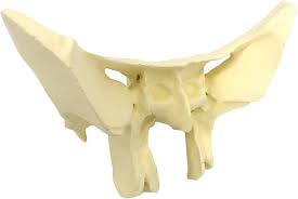 Image result for Sphenoid Bone