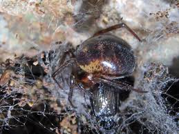 Uk shudders as venomous spider creeps across britain. False Widow Spiders Closure Of Four London Schools A Complete Overreaction Say Scientists The Independent The Independent