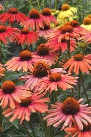 Echinacea Mama Mia Pp 23020 White Flower Farm Flowers Perennials Echinacea Purpurea