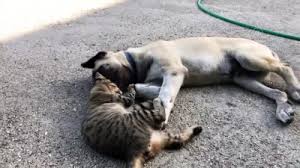 Kedi Ile Kopegin Dostlugu Gorenleri Sasirtiyor Antalya Iline Bagli Kas Ilcesi