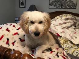 Gracie's Doodles (@graciesdoodles) • Facebook