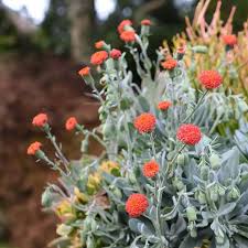 Image result for Senecio