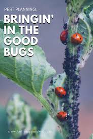 How to get rid of squash bugs. Bringing In The Good Garden Bugs Kellogg Garden Organics