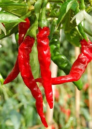 Chili Cayenne Samen - Gartenrot