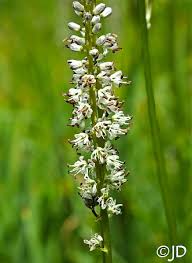 Image result for Lankesteria alba