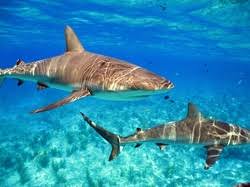 do sharks have to swim to breathe