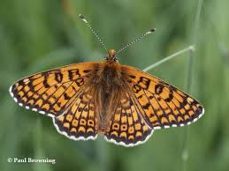 Image result for Hartliella