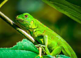 Iguana Iguana Animals Lizard