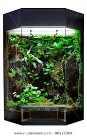 Id Like A Cool Terrarium Vivarium Reptile Terrarium Gecko Terrarium Rainforest Animals