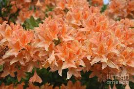 This item outdoor artificial pink azalea bush. Gorgeous Orange Azalea Bush Flowering In The Spring Photograph By Dejavu Designs