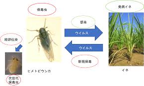 兵庫県立農林水産技術総合センター