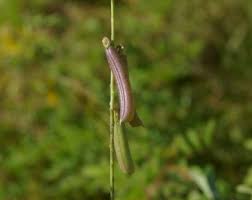Image result for Crotalaria pallida