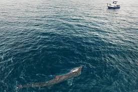 Check spelling or type a new query. Giant Shark Recreates Terrifying Scene From Jaws As It Dwarfs Boat In Popular British Beach Resort Mirror Online