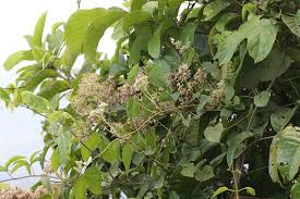 Image result for Mikania cordata