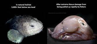 Exact morphology of this fish in the water is unknown (it is never photographed in its natural environment). Blobfish With And Without Water Pressure Interestingasfuck
