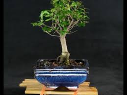 Attractive indoor or outdoor bonsai trees with easy care instructions. The Sageretia Bird Plum Youtube