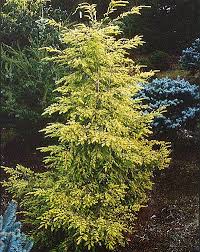 Tsuga canadensis 'moon frost' dwarf white canadian hemlock. Tsuga Canadensis Varieties Renegade Gardener