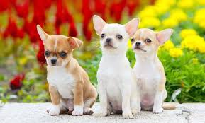 If your great dane pup is growing faster than japanese knotweed, you may be breed: Chihuahua Growth Chart When Do Chihuahuas Stop Growing