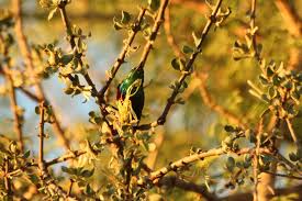 Image result for Erianthemum