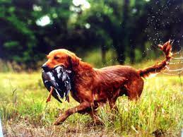 I keep a waiting list in the order of contact. Golden Retriever Puppies Dominator Dogs